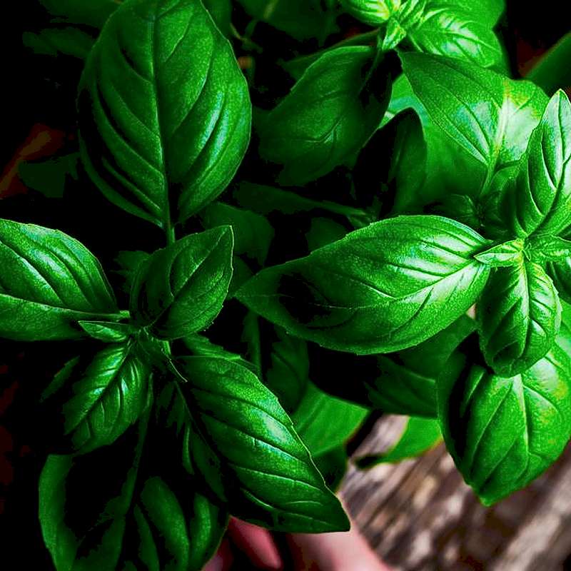 Fesleğen Yağı Nedir? Faydaları Nelerdir?