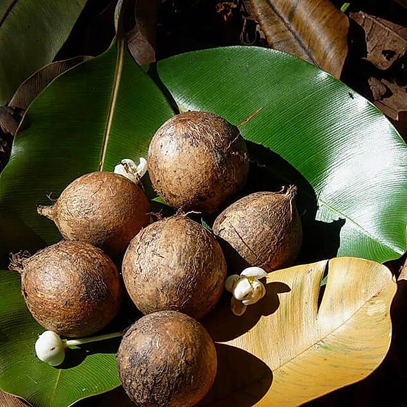 Tamanu Yağı Nedir? Faydaları Nelerdir?