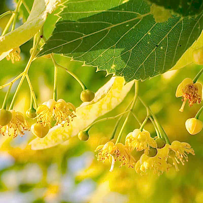 Ihlamur Nedir? Faydaları Nelerdir?