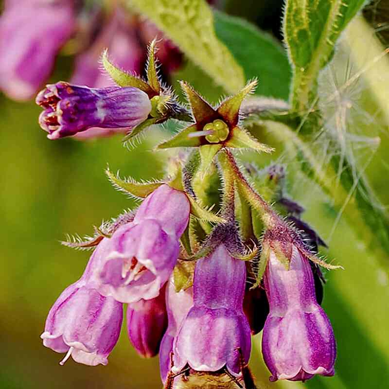 Allantoin Nedir? Faydaları Nelerdir?
