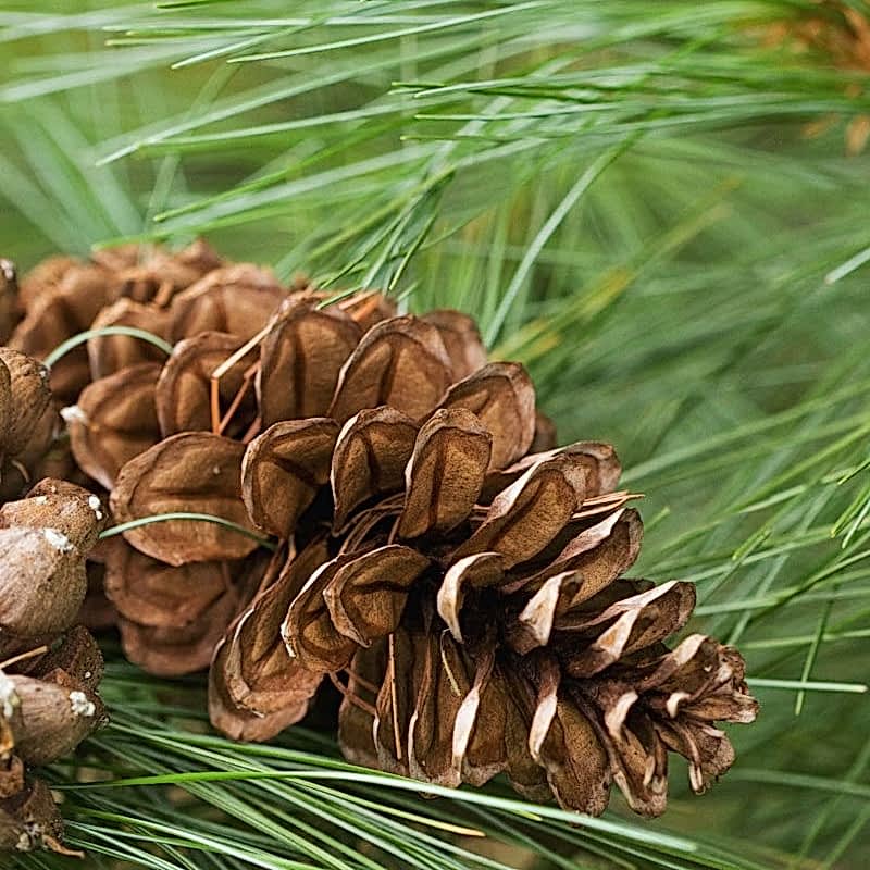 Çam Katranı Nedir? Faydaları Nelerdir?